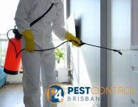 Cockroach Control Brisbane image 4